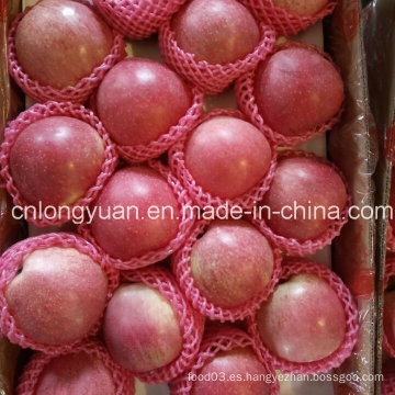 Nueva cosecha buena calidad de la manzana fresca de Qinguan